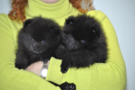 PUPPIES (Almi Urnis  Right Saimiri  X A.B.Fecit Gloria Geiner)